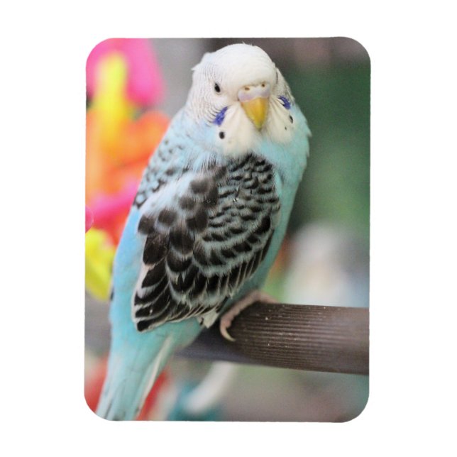 Imán Budgie (Vertical)