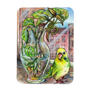Imán Budgie by the Window