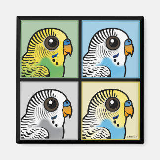 Imán Budgies de cuatro colores