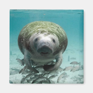 Imán Bueno, Hola Manatee Magnet