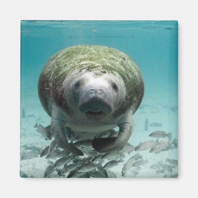 Imán Bueno, Hola Manatee Magnet (Frente)