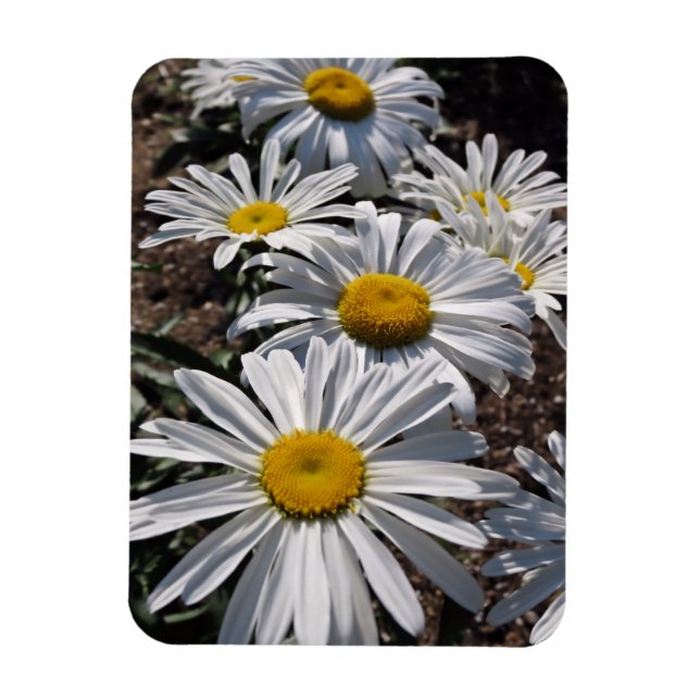 Imán Buenos días Daisies (Vertical)