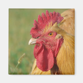 Imán Buff Rooster