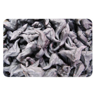 Imán Buffalo Nuts - Water Caltrop