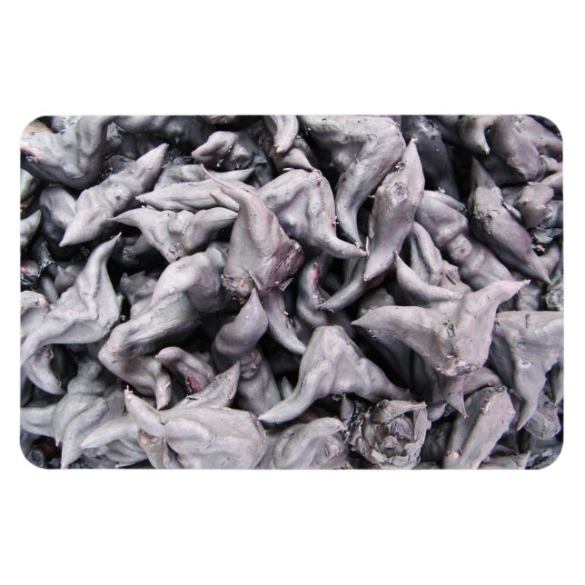 Imán Buffalo Nuts - Water Caltrop (Horizontal)