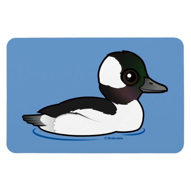Imán Bufflehead (Horizontal)