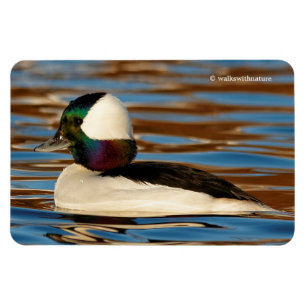 Imán Bufflehead masculino por la tarde Sun