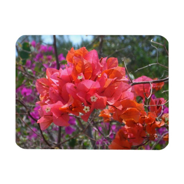 Imán Buganvilla floral tropical rosa de la isla (Horizontal)