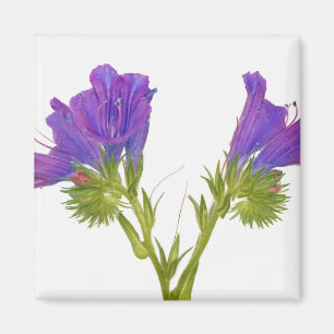 Imán Bugloss púrpura de las víboras (plantagineum del