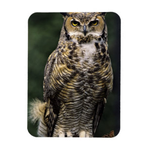 Imán Búho Americano (Bubo virginianus), cuerpo completo