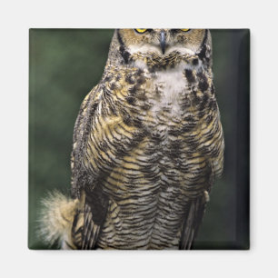 Imán Búho Americano (Bubo virginianus), cuerpo completo
