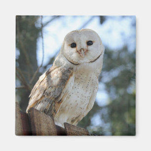 Imán Búho Animal de Ave Feed Naturaleza Paz Destino