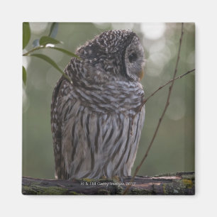 Imán Búho barrado del joven (varia del Strix) 2