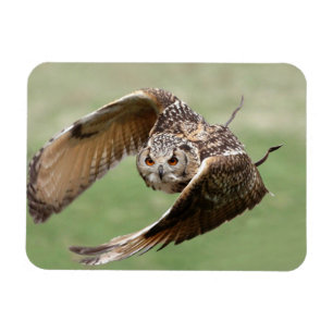 Imán Búho de Eagle en vuelo