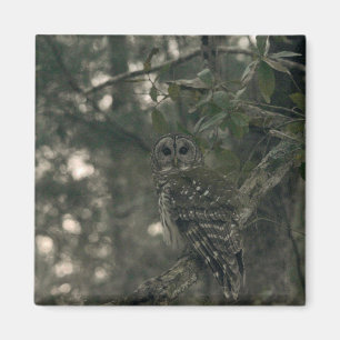Imán Búho en el bosque