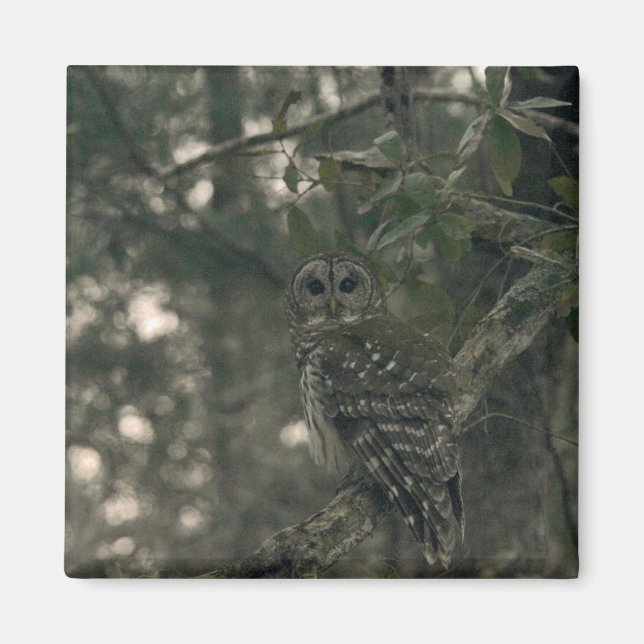 Imán Búho en el bosque (Frente)
