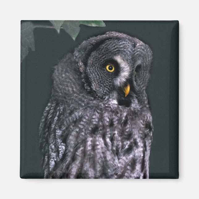 Imán Búho Gris Grande (Frente)
