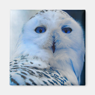 Imán Búho observado azul de la nieve