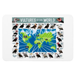 Imán Buitres del mapa del mundo