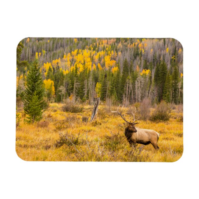 Imán Bull Elk | Parque nacional de las Montañas Rocosas (Horizontal)
