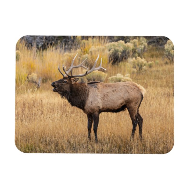 Imán Bull Elk | Parque nacional Yellowstone (Horizontal)