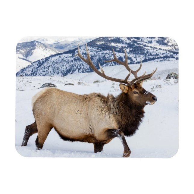 Imán Bull Elk | Wyoming (Horizontal)