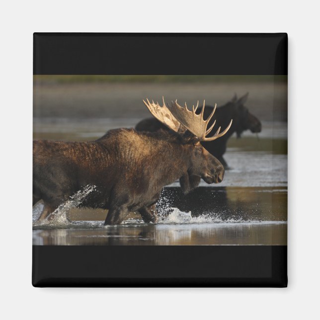 Imán Bull Moose (Frente)