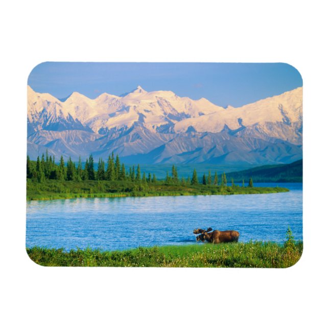 Imán Bull moose in Wonder Lake (Horizontal)