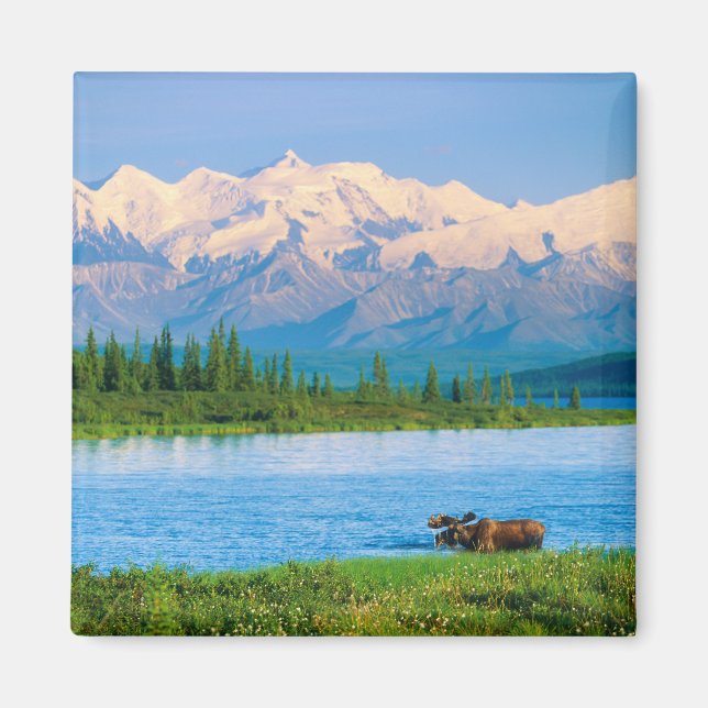 Imán Bull moose in Wonder Lake (Frente)