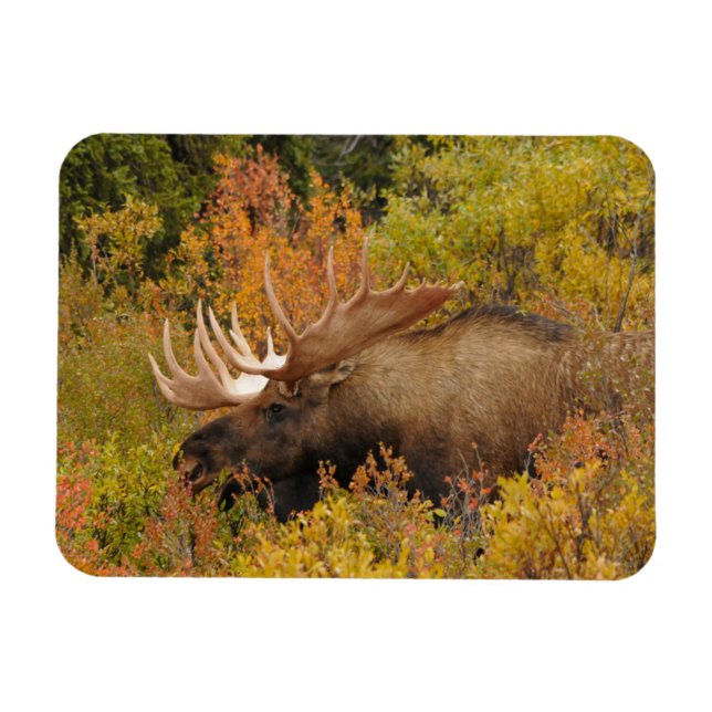 Imán Bull Moose | Parque nacional Denali, Alaska (Horizontal)