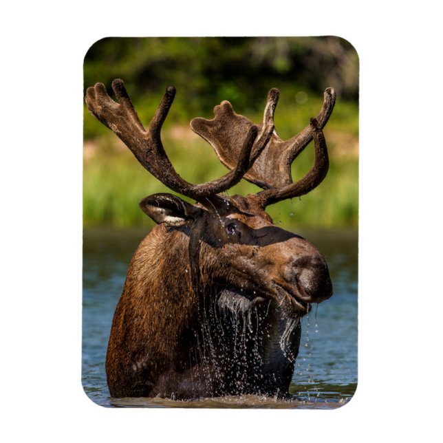 Imán Bull Moose | Parque nacional Glaciar Montana (Vertical)