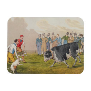 Imán "Bull que hostiga", pub.by Thomas McLean, 1820,