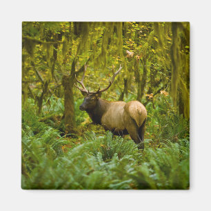 Imán Bull Roosevelt Elk