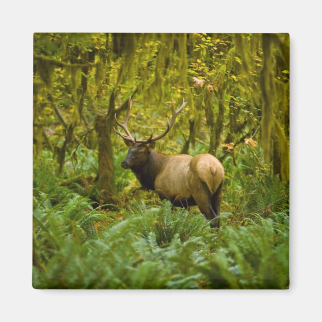 Imán Bull Roosevelt Elk (Frente)