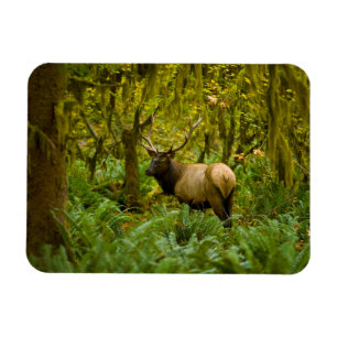 Imán Bull Roosevelt Elk