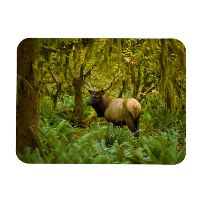 Imán Bull Roosevelt Elk (Horizontal)