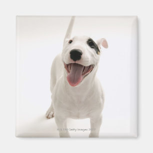 Imán Bull terrier alegre