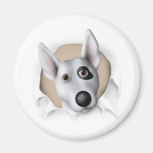 Imán Bull terrier (americano) que revienta hacia fuera