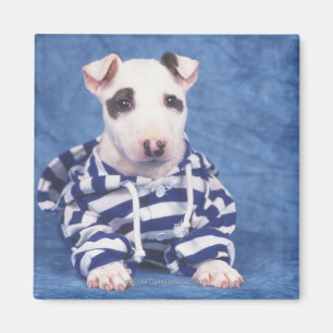 Imán Bull terrier es una raza del perro en