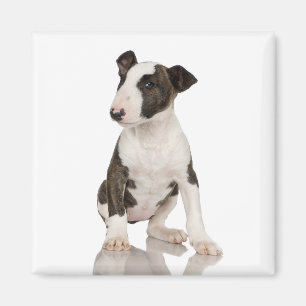 Imán Bull Terrier Magnet