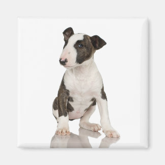 Imán Bull Terrier Magnet