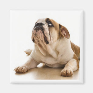 imán bulldog