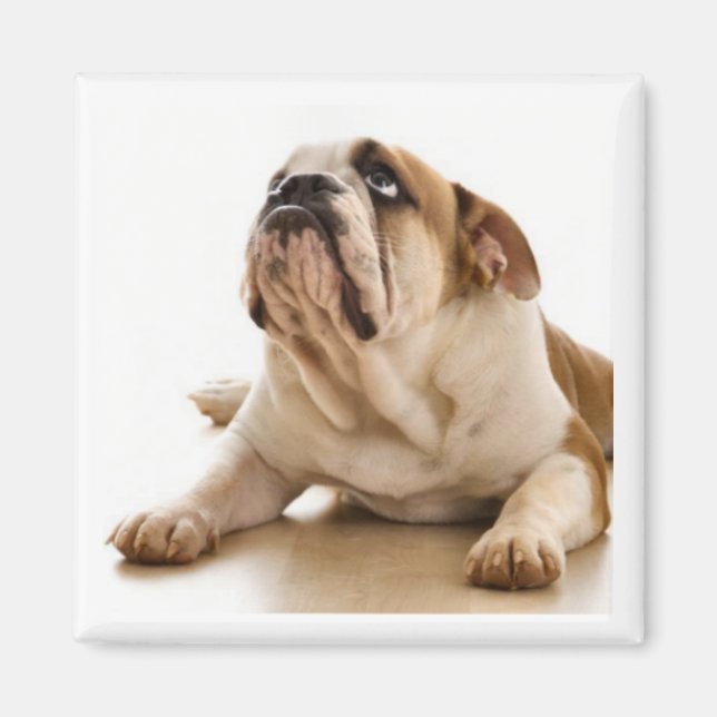 imán bulldog (Frente)