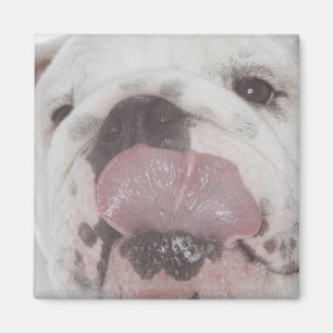 IMÁN BULLDOG 2