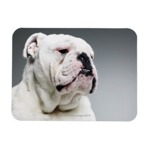 Imán Bulldog blanco