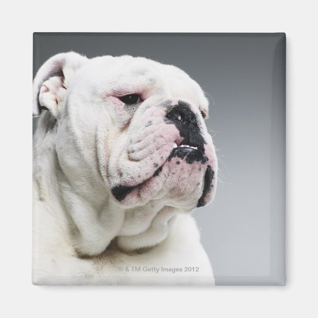 Imán Bulldog blanco (Frente)