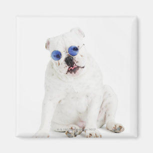 Imán Bulldog blanco con las sombras teñidas azul