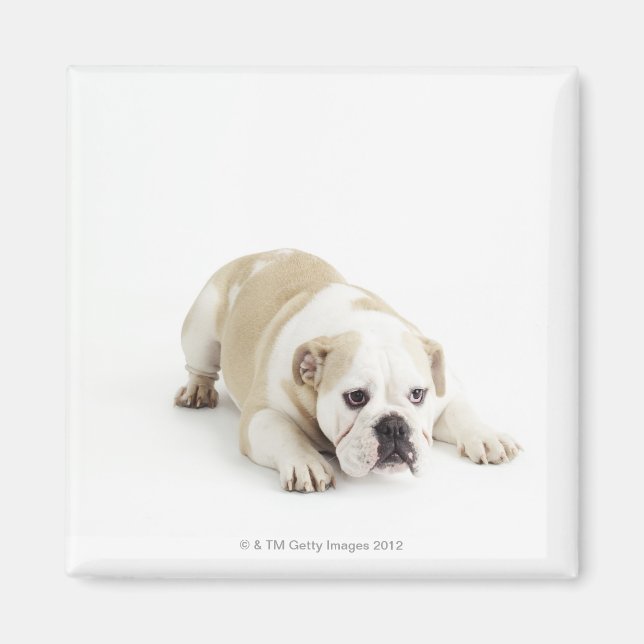 Imán Bulldog blanco y marrón (Frente)