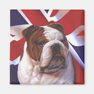 Imán Bulldog británico