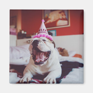 Imán Bulldog británico de las imágenes el de Getty